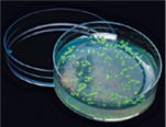 Cloni producenti la GFP